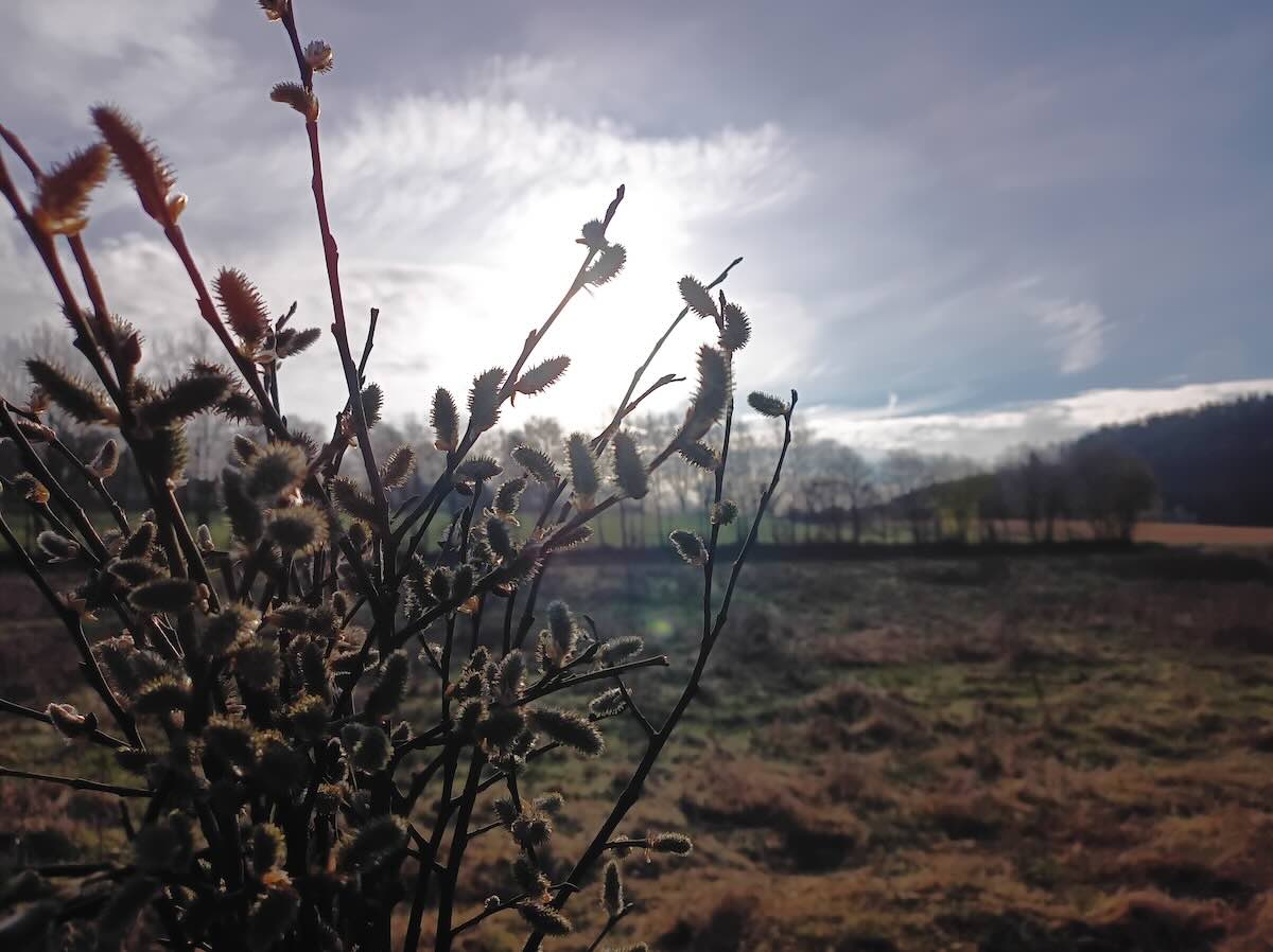 Kočičky německy Weidenkätzchen jsou oblíbené jako velikonoční poslíčci jara